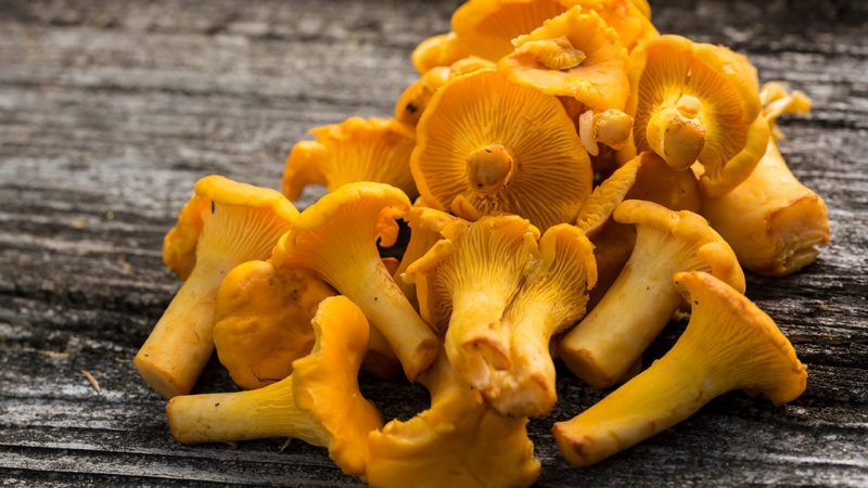 How To Store And Cook Chanterelle Mushrooms Taste Of Home - 