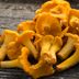 How to Store and Cook Chanterelle Mushrooms