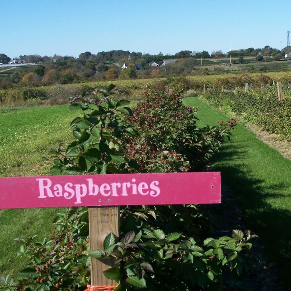 Sweet Berry Farm raspberries