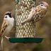 The Best Foods in Your Kitchen to Attract Backyard Birds