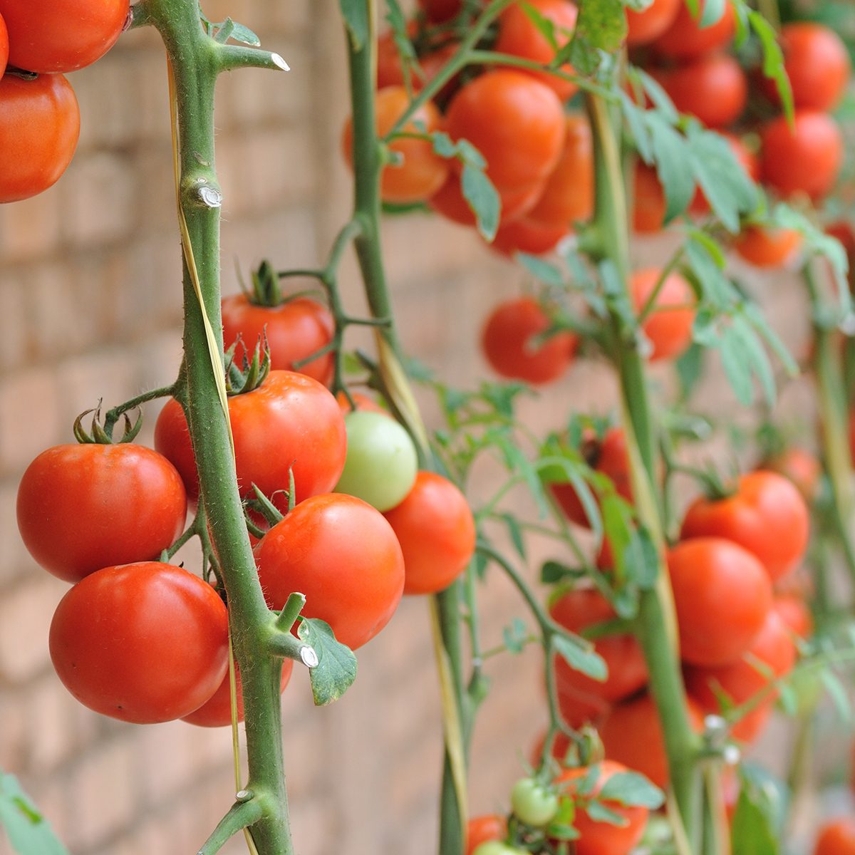 10 Things You Definitely Didn't Know About Tomatoes | Taste of Home