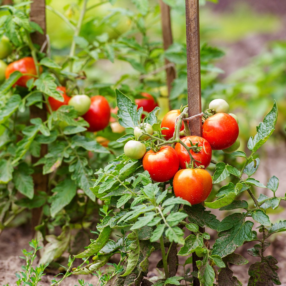 Ripe tomatoes growing on the branches - cultivated in the garden; Shutterstock ID 210178453; Job (TFH, TOH, RD, BNB, CWM, CM): Taste of Home