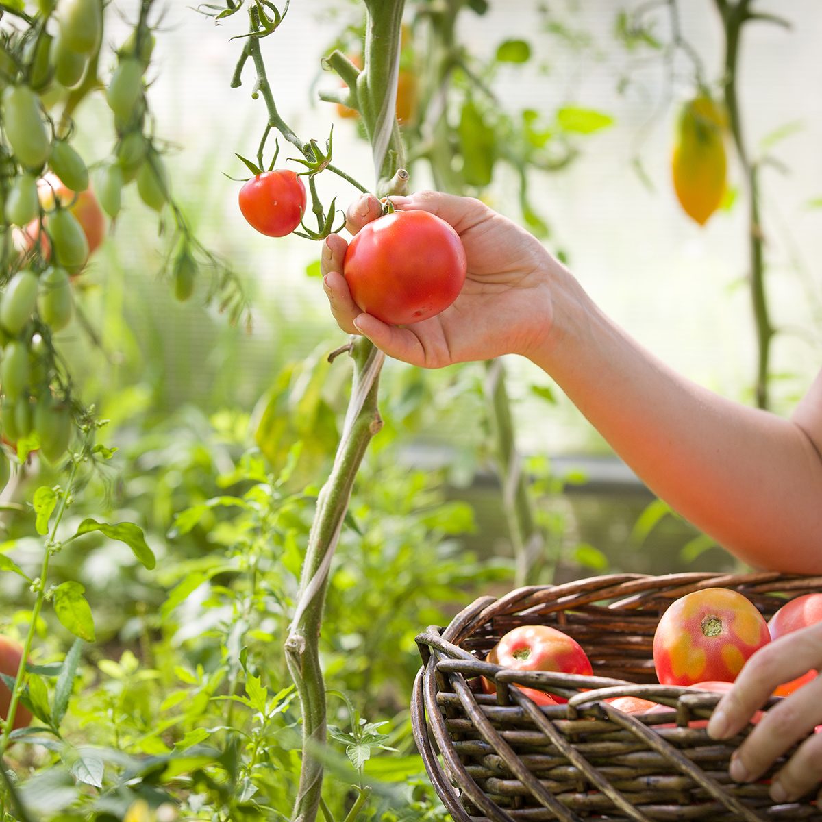 woman's hands harvesting fresh organic tomatoes in her garden on a sunny day. Farmer Picking Tomatoes. Vegetable Growing. Gardening concept; Shutterstock ID 611692862; Job (TFH, TOH, RD, BNB, CWM, CM): Taste of Home