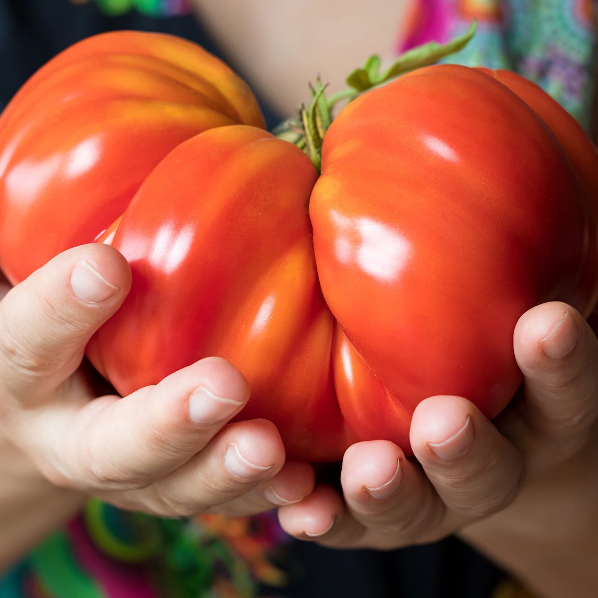 Hands holding and offering a giant Zapotec pleated heirloom tomato; Shutterstock ID 691743028; Job (TFH, TOH, RD, BNB, CWM, CM): Taste of Home