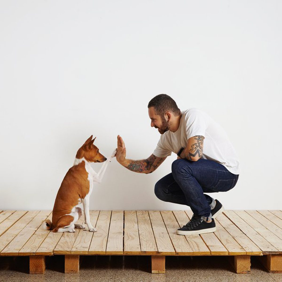 Small dog offering their human a high-five