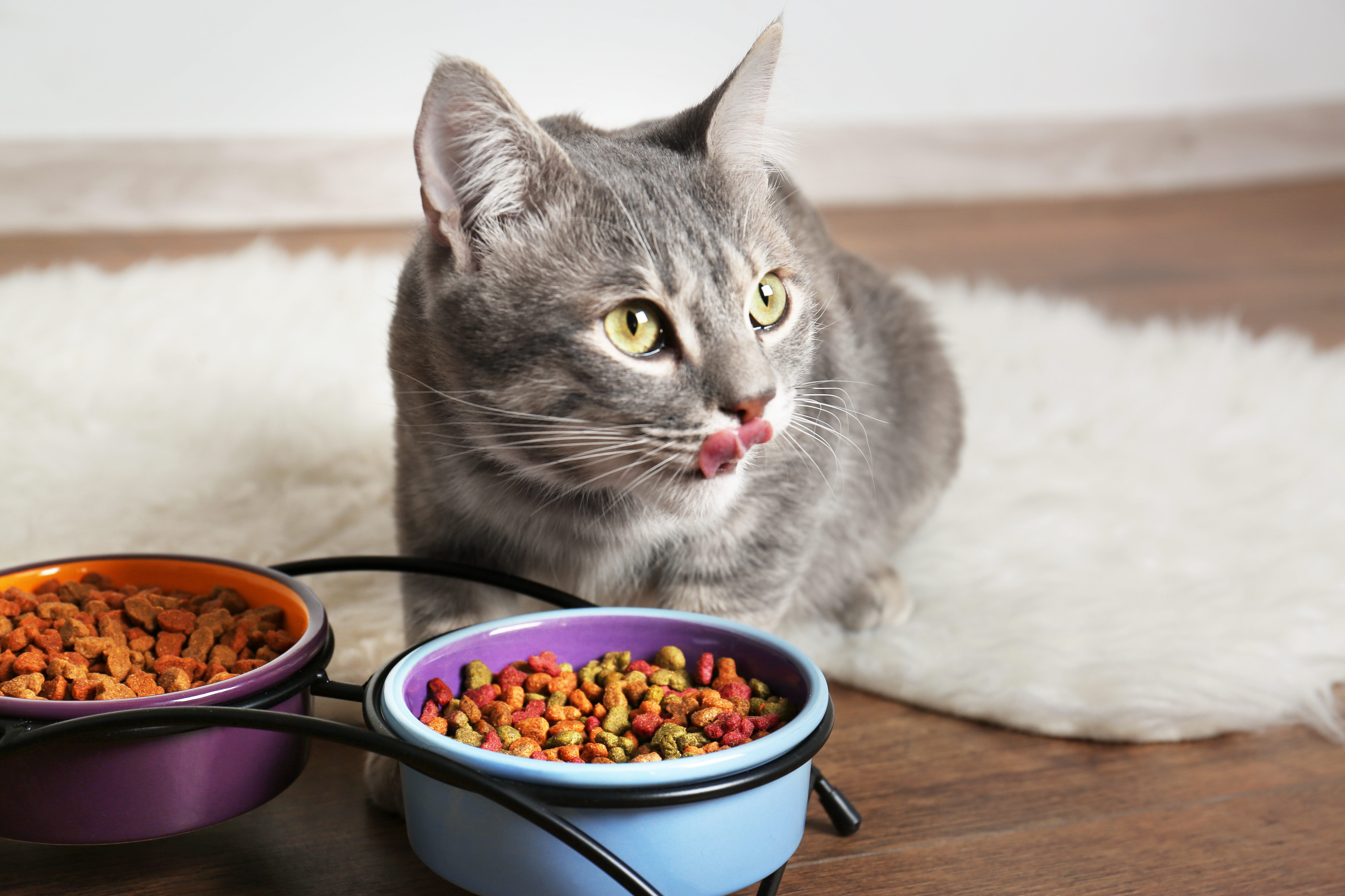 cat food good for cats