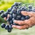 8 Black Grape Benefits You Should Know