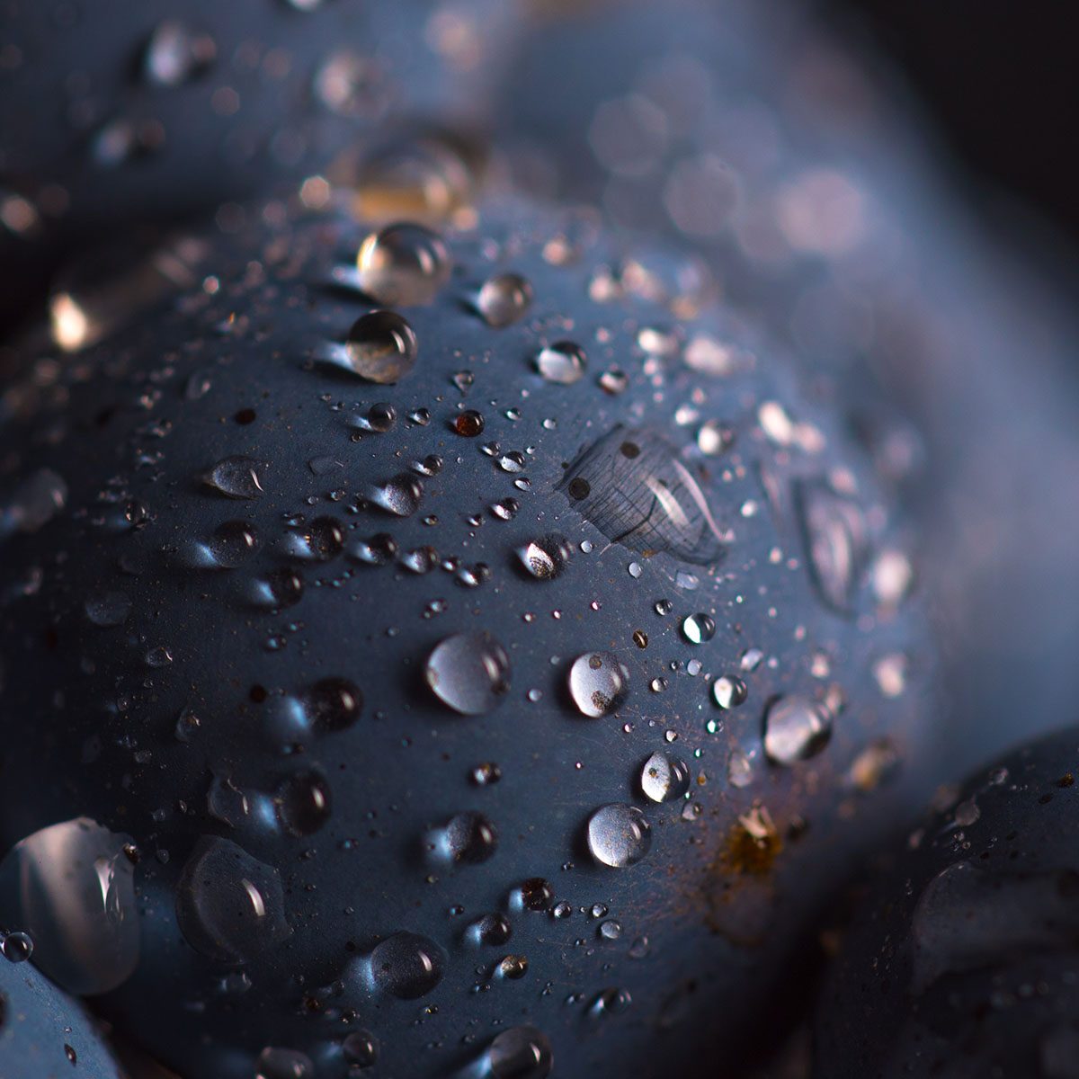 Closeup , dark bunch of grape in low light on black isolated background