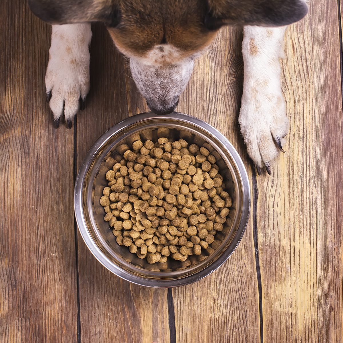 Bowl of dry kibble dog food and dog's paws and neb over grunge wooden floor