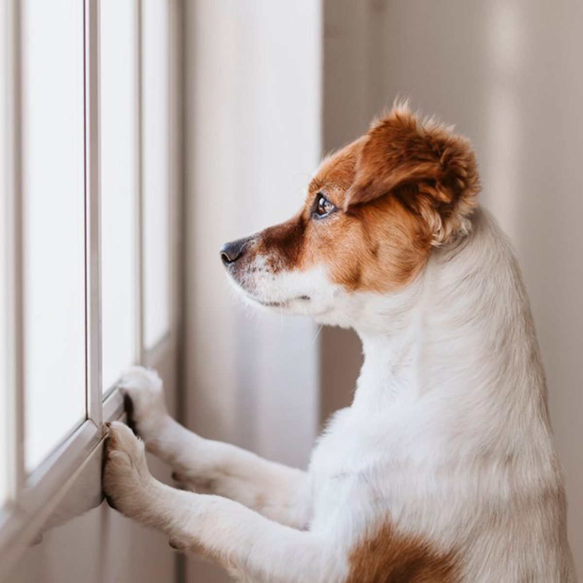 Puppy watching excitedly through a window