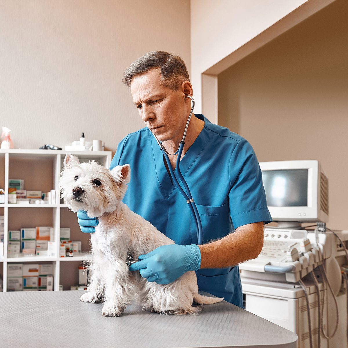 Tiny white dog being checked on by a vet