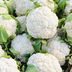 11 Cauliflower Benefits for Your Health
