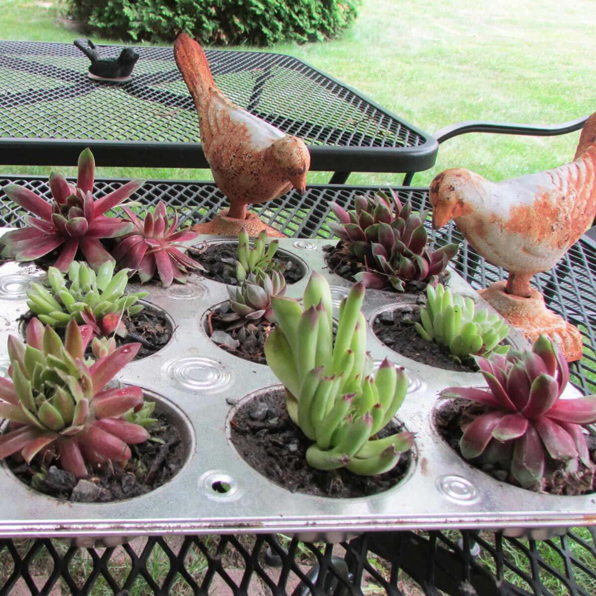 cupcake tin succulent planter