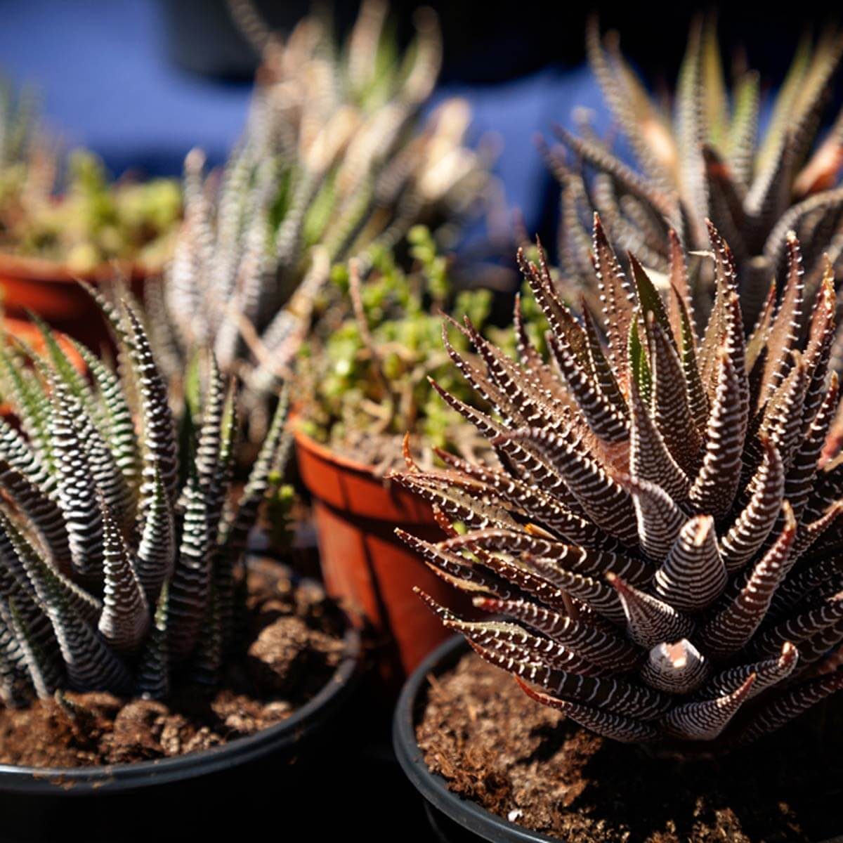 Move Plants Away From Windows on Freezing Nights