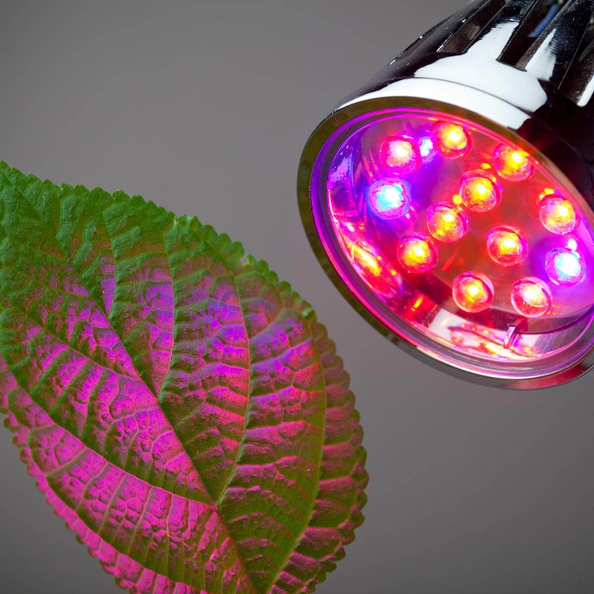 For Short Days, Consider a Grow Light