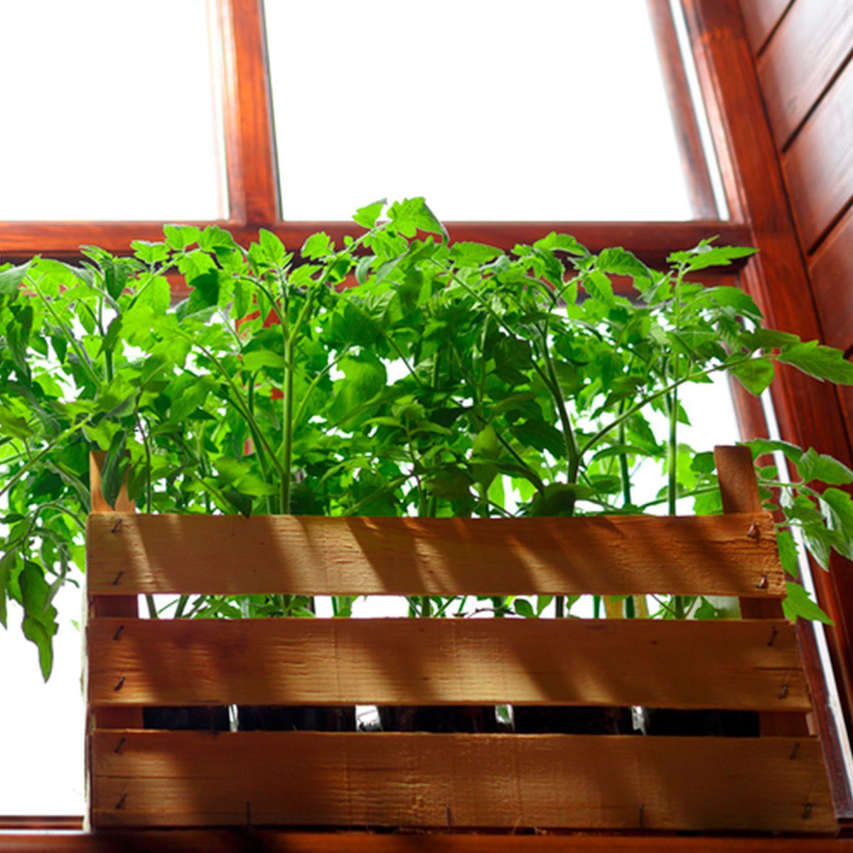 Build an Indoor Window Box for Maximum Sunlight