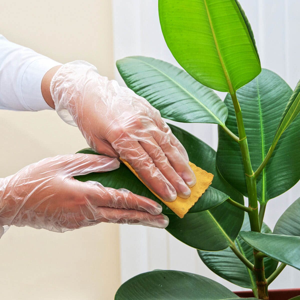 Remember to Clean the Leaves