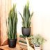 9 Attractive Houseplants You Literally Canâ€™t Kill