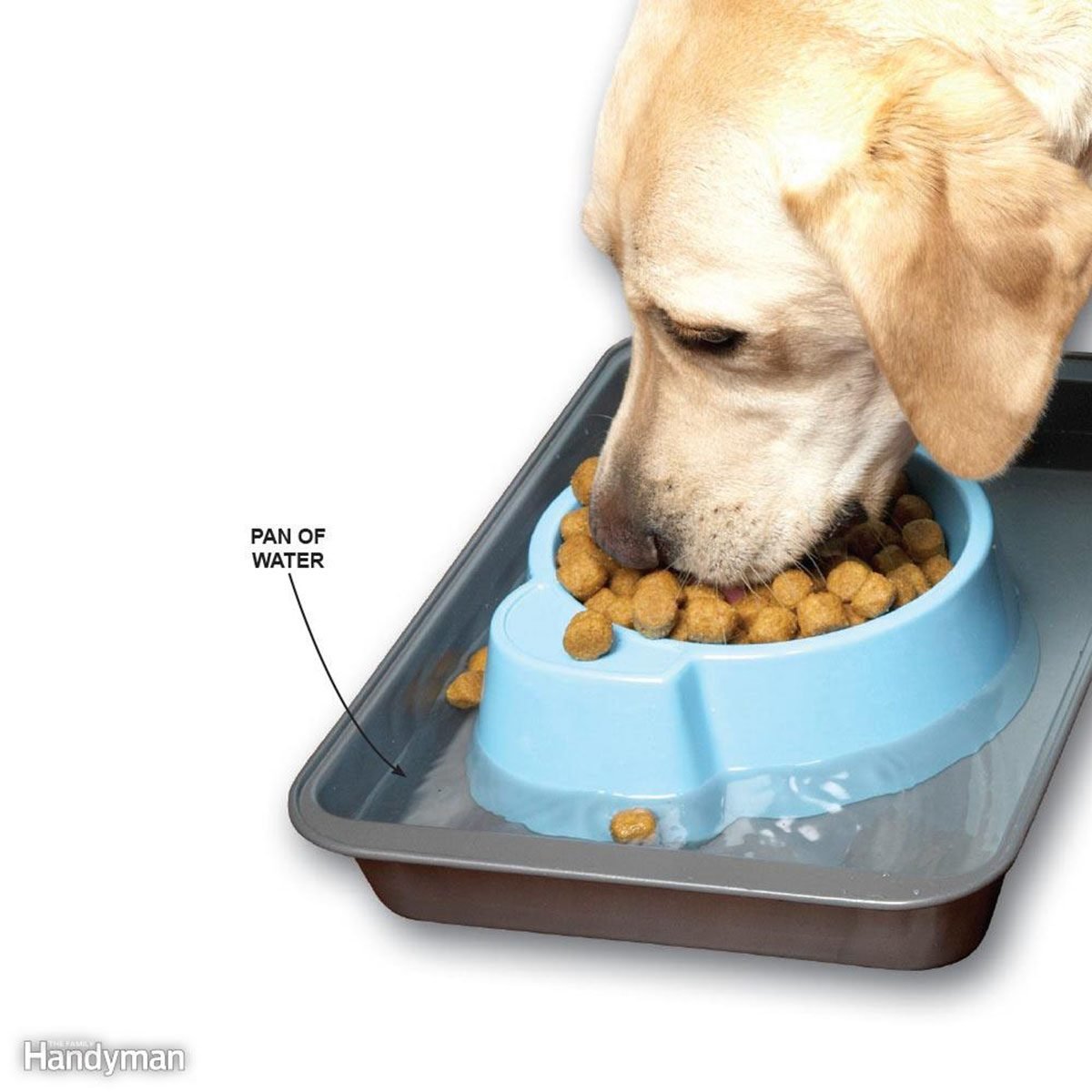 Dog eating food from a dish in a tray of water