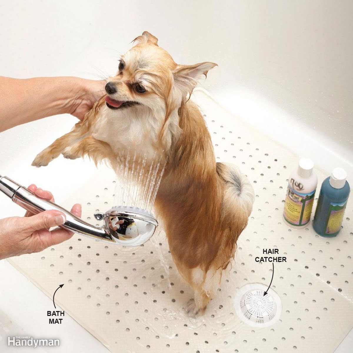 Washing small dog