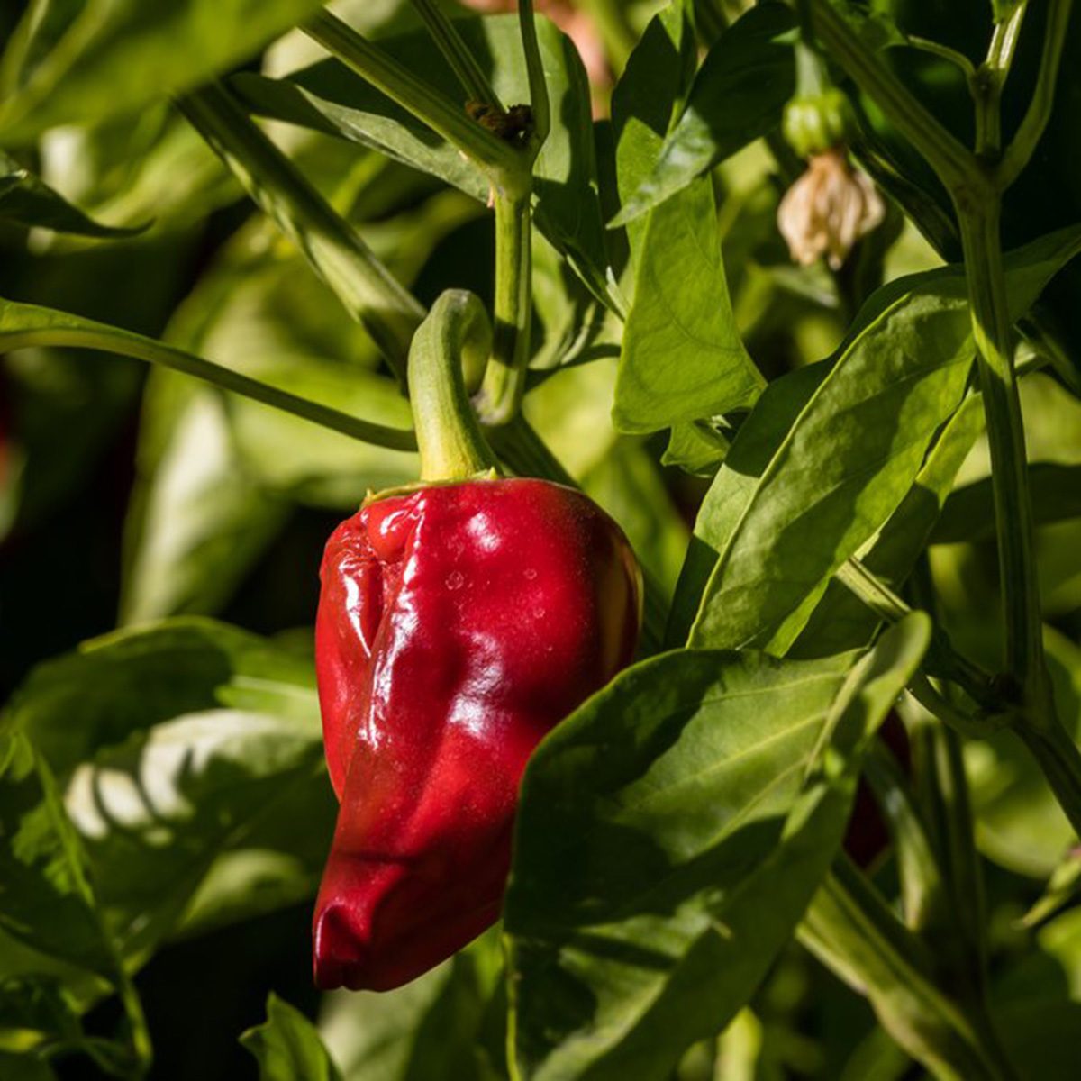 Piquillo pepper