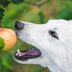 Human Foods That Are Actually Good for Your Dog