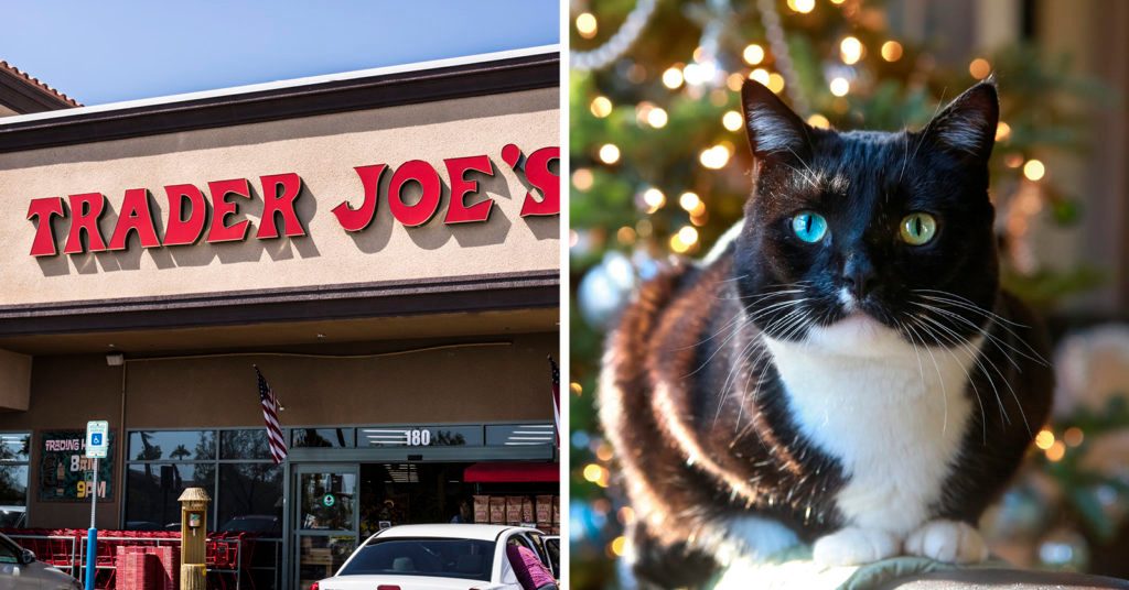 adventcalendarforcats, trader joes