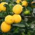 What Is a Meyer Lemon?