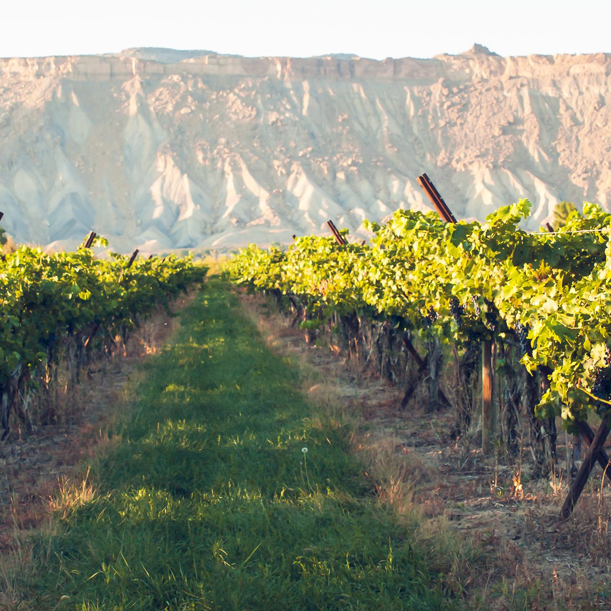 Red grapes ready to be harvested at a vineyard in Palisade, Colorado.