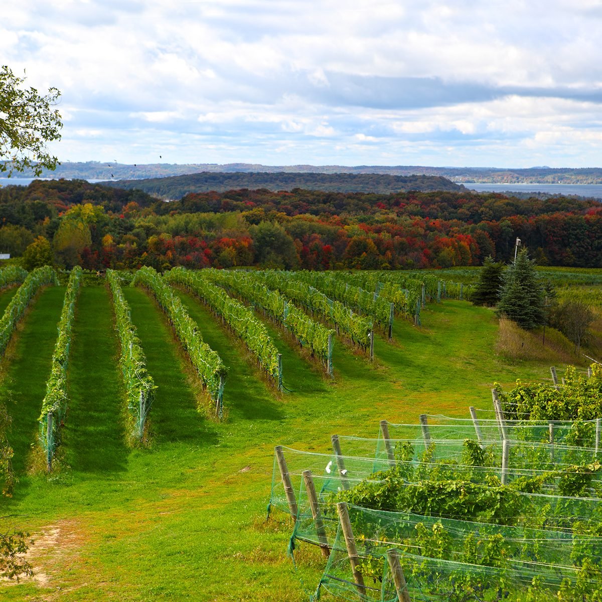 Vineyard field in Old Mission Peninsula Michigan in the Autumn