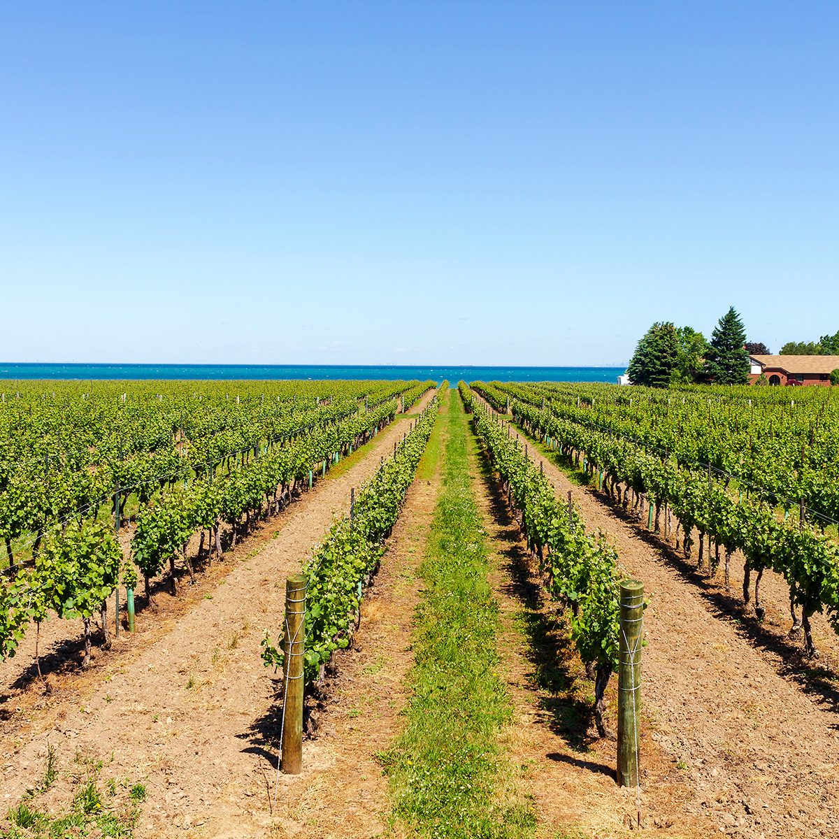 Vineyard on the lake shore of Niagara on the lake