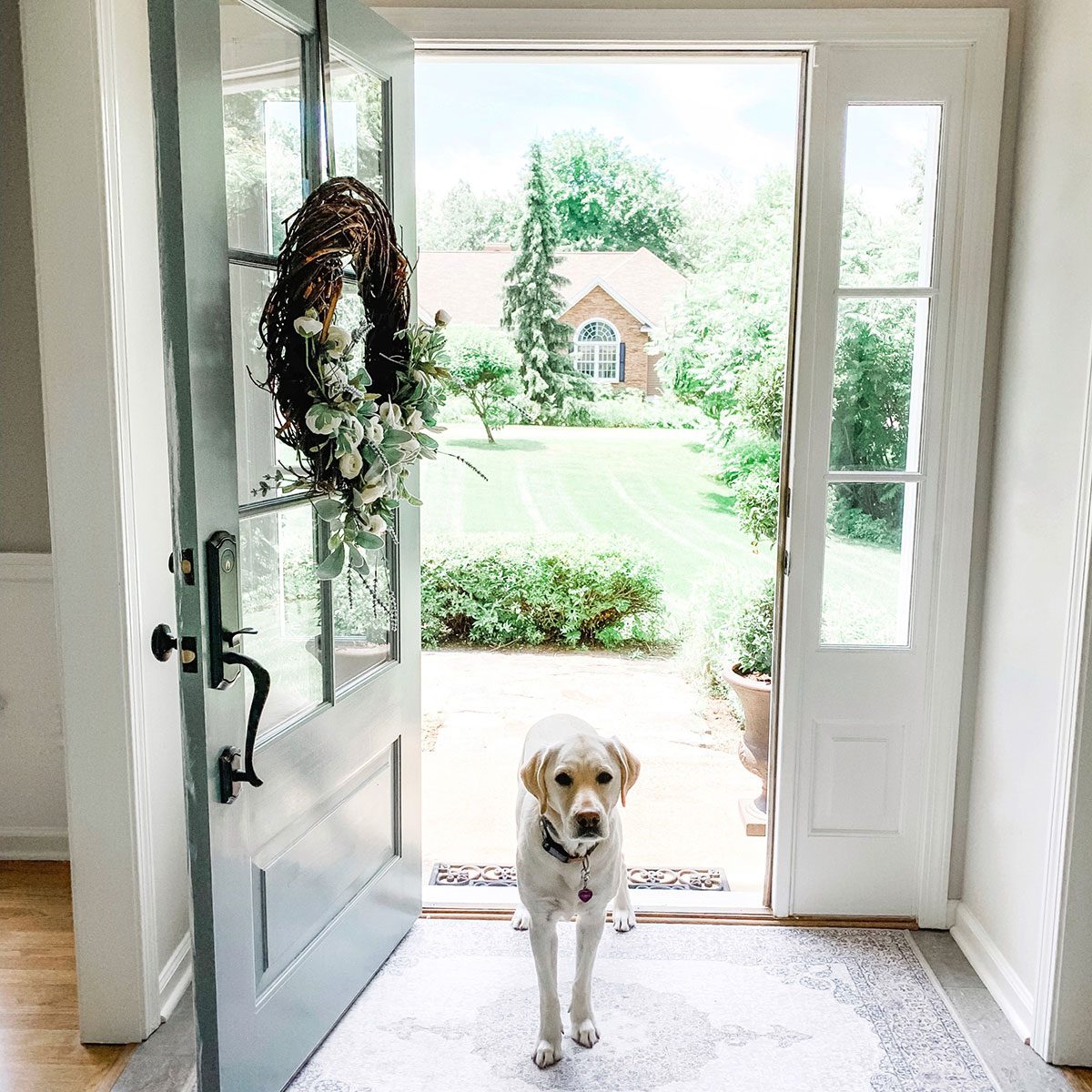 Dog on entryway rug