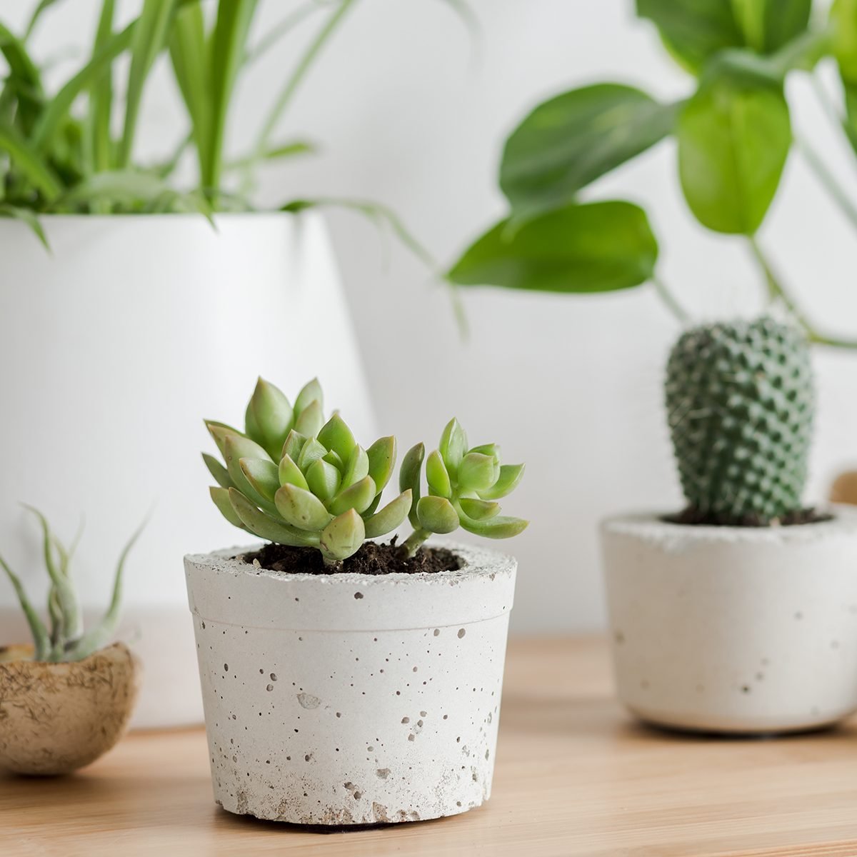 Minimalistic home interior with composition of home garden. Plants love.