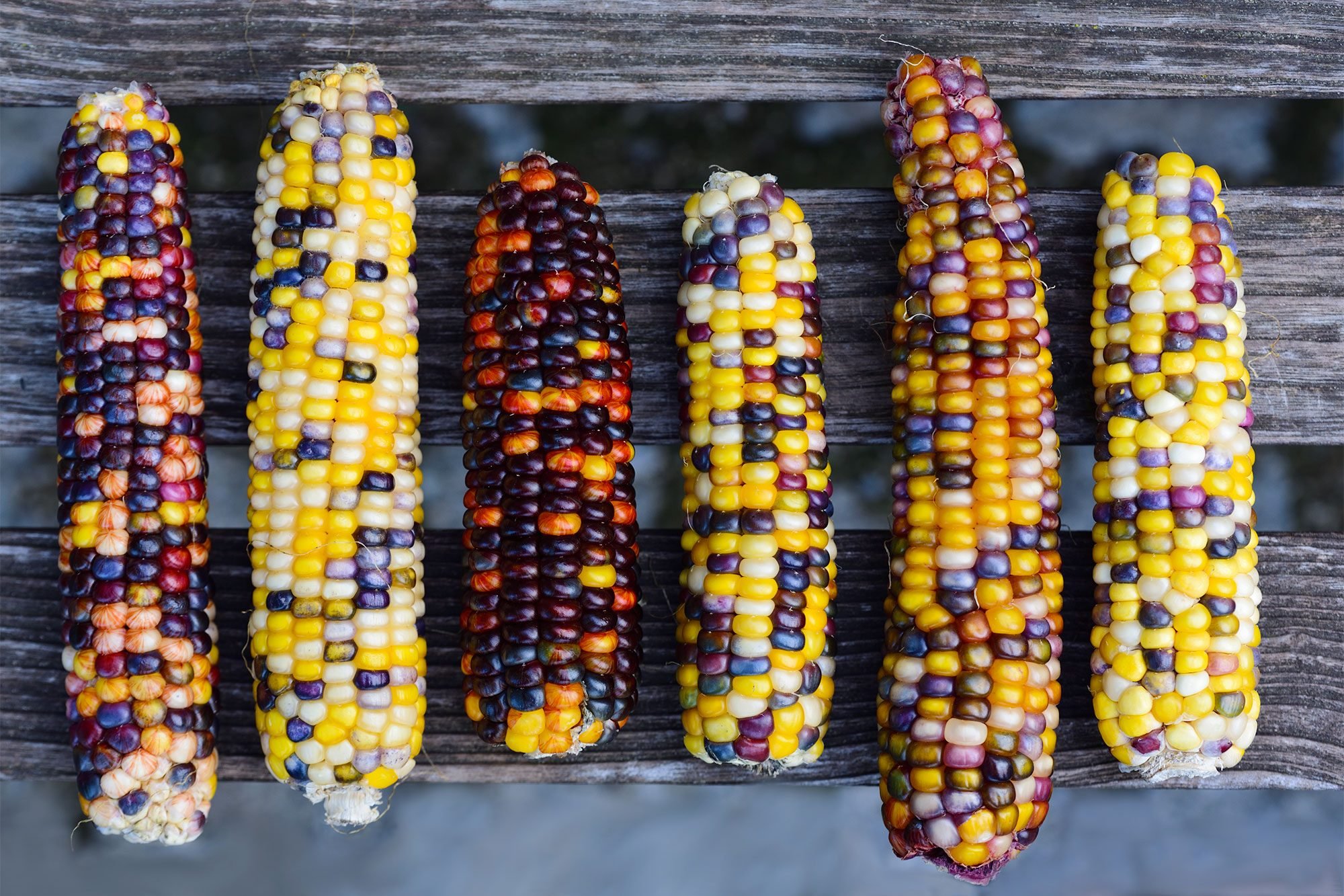 Have You Had Rainbow Colored Corn?  This is called Glass Gem Corn. This  amazingly vibrant strain of rainbow colored corn is a type of “flint corn”  which is grown not for