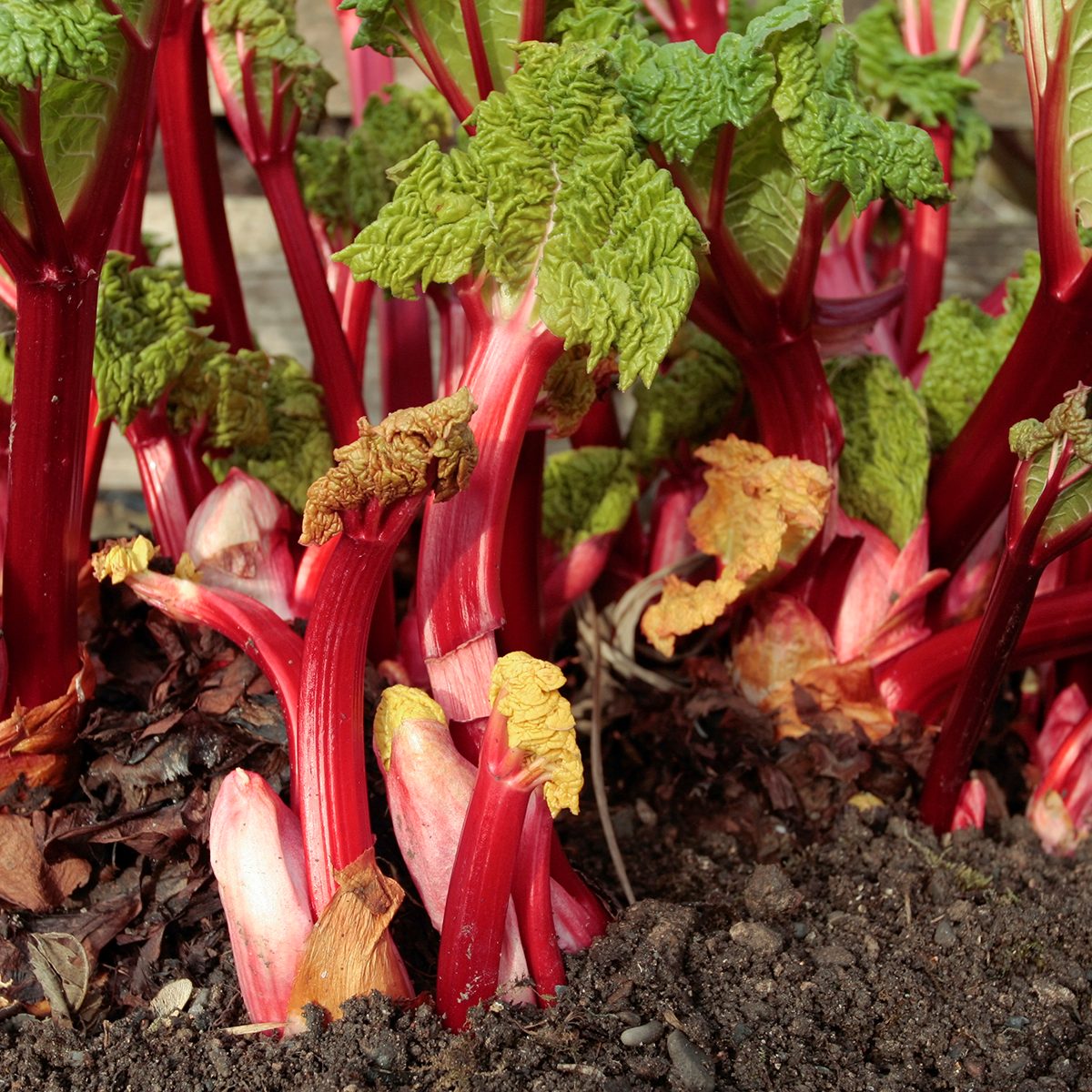 Rhubarb plant