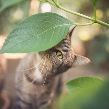 tabby european shorthair cat sniffing on leaves in the garden