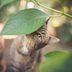 9 Common Houseplants Every Cat Owner Should Avoid