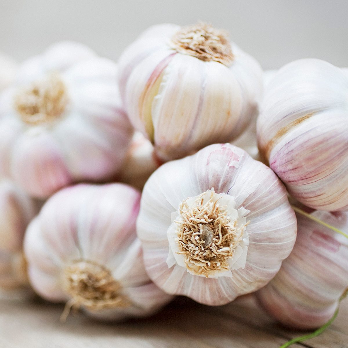 Garlic