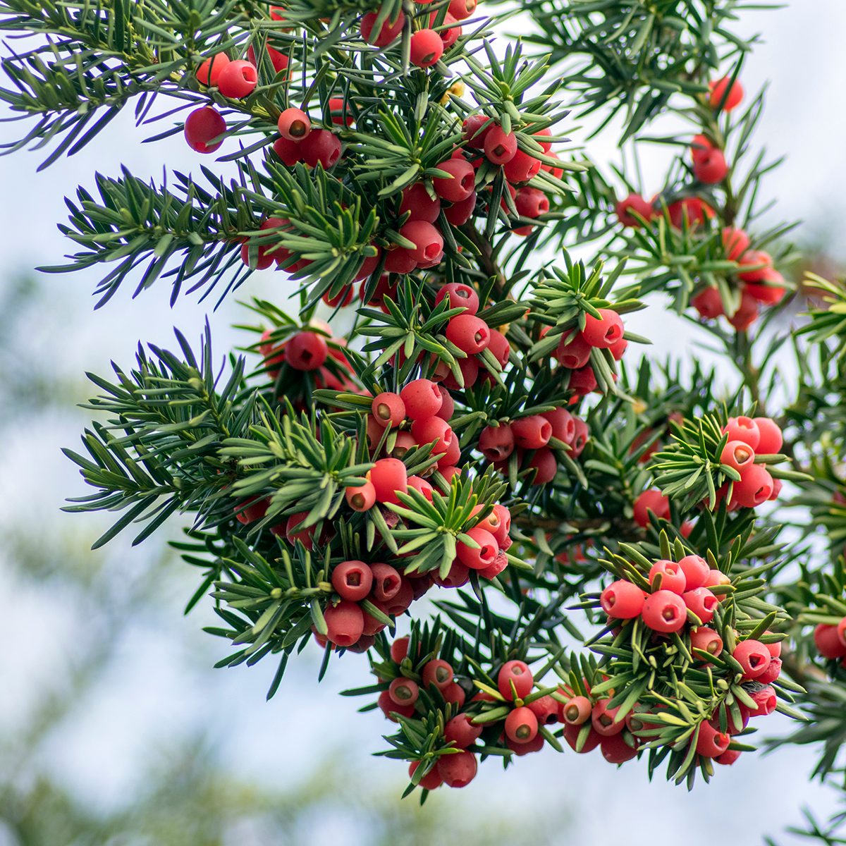 Taxus baccata European yew is conifer shrub with poisonous and bitter red ripened berry fruits on branches against light blue sky