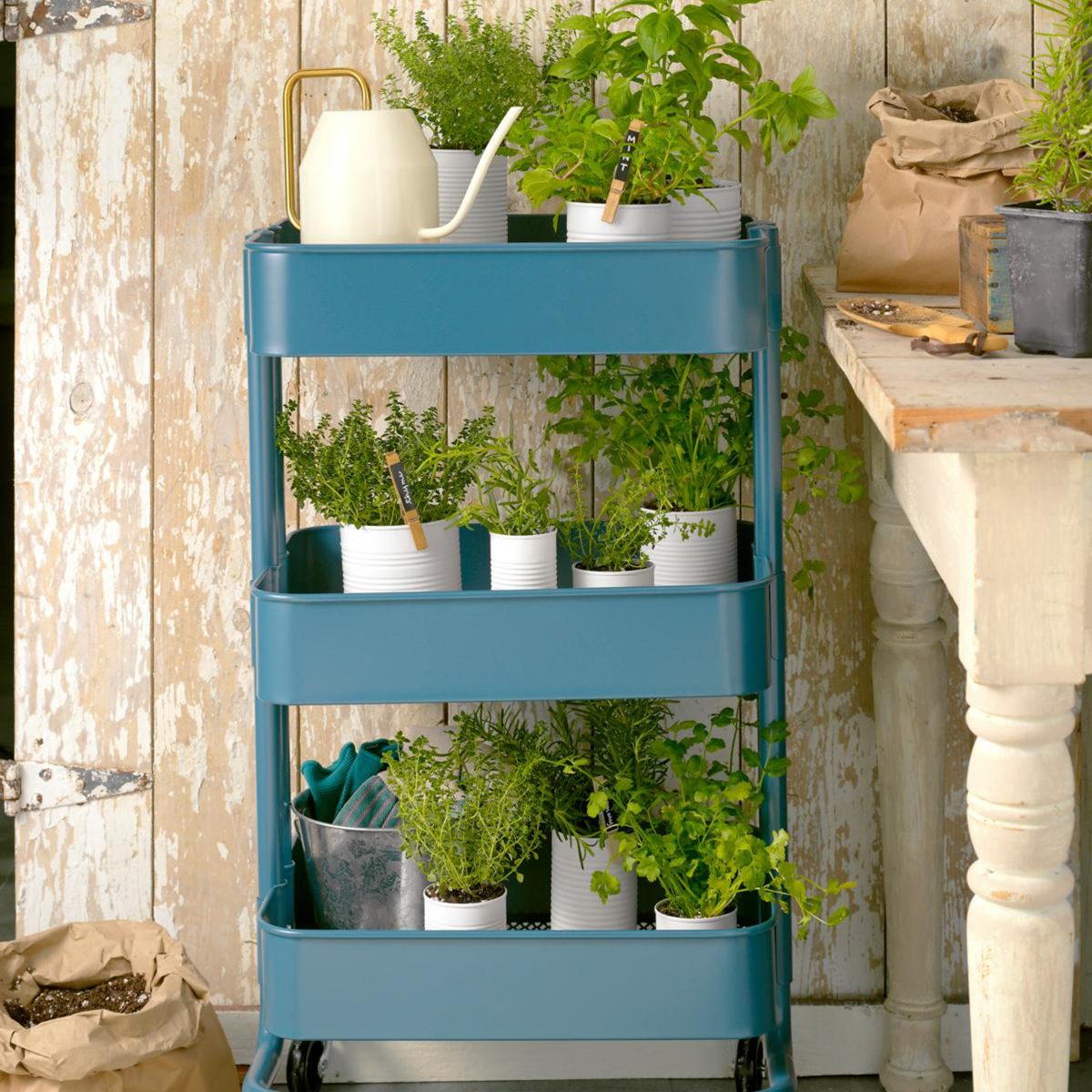 herbs on blue wheel shelf in shed