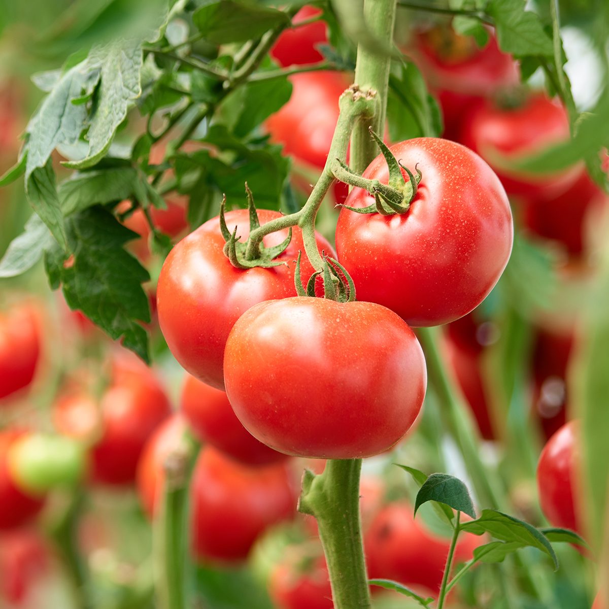 Three ripe tomatoes on green branch. Home grown tomato vegetables growing on vine in greenhouse. Autumn vegetable harvest on organic farm.