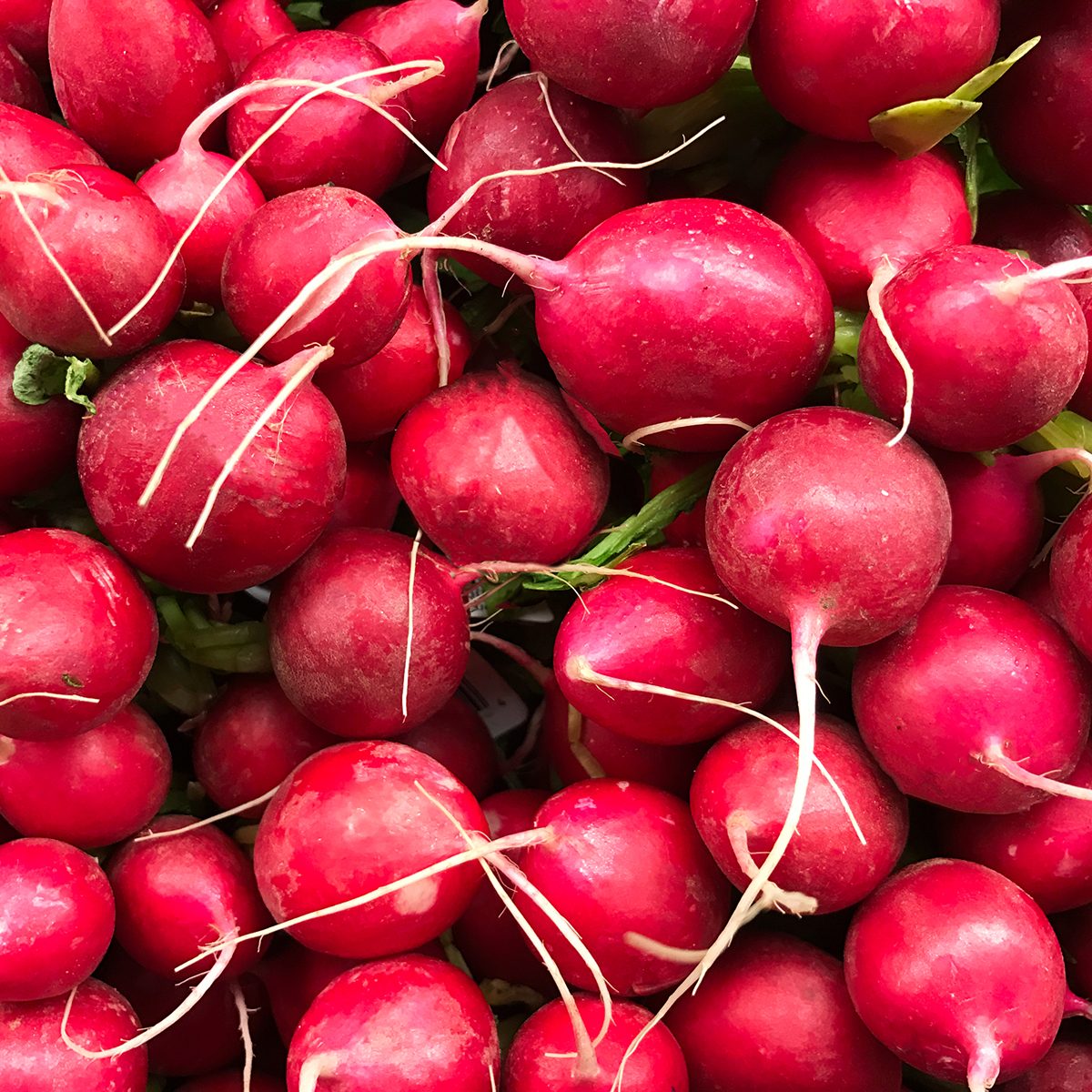 Numerous red radishes are seen in this photograph. Radishes are edible root vegetables of the species Raphanas sativus.