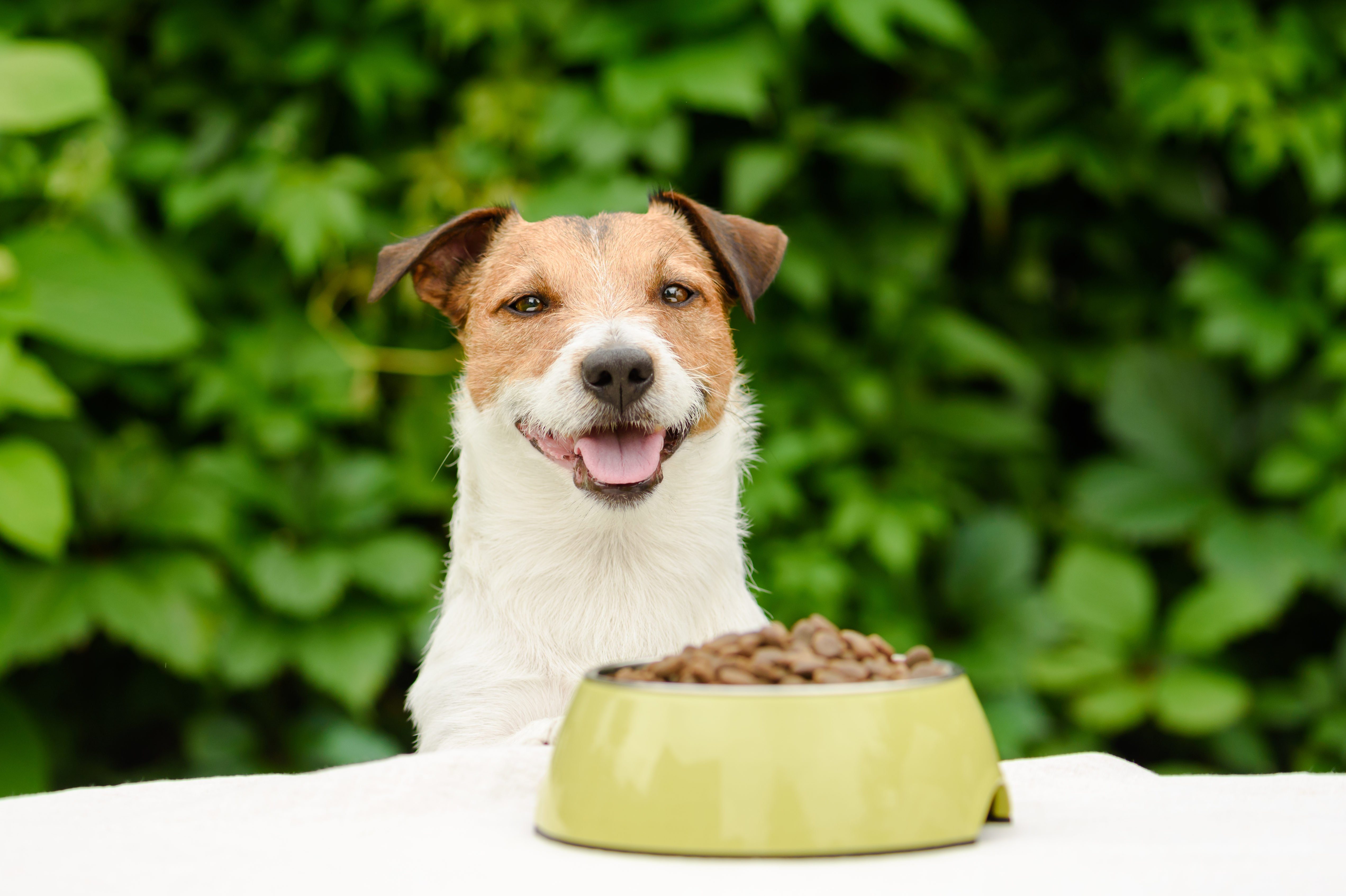 best dog food brands for small dogs