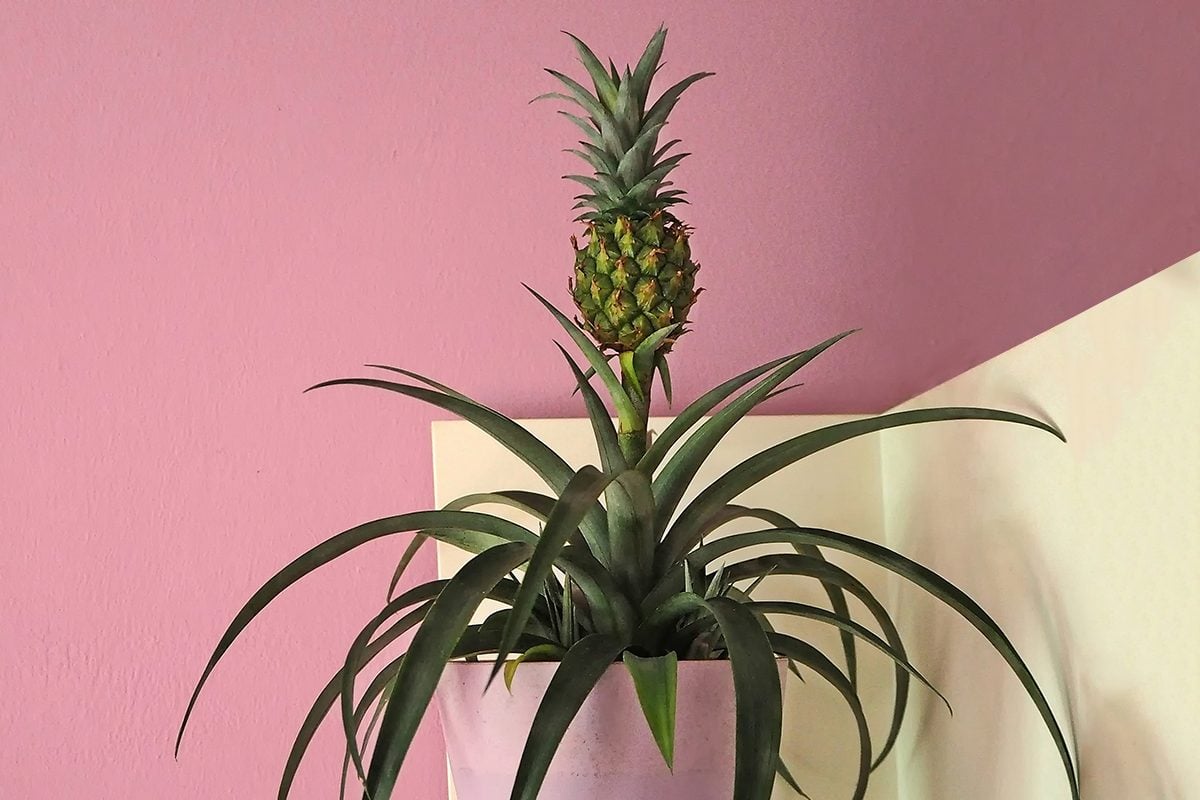 blijven Rust uit Vierde Walmart Is Selling Pineapple Plants Right Now | Taste of Home