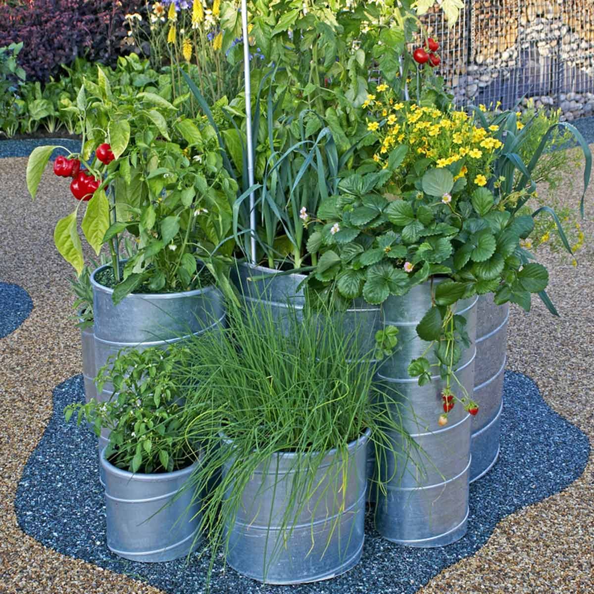 Plants You Can Grow In Containers - www.inf-inet.com