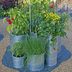 A Dozen Vegetables You Can Grow in Pots