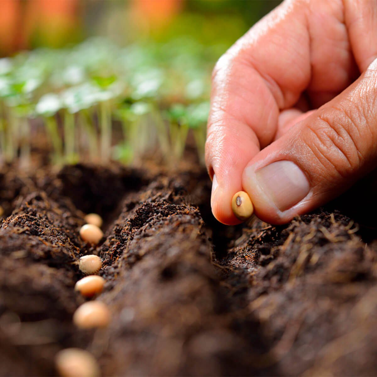 planting vegetable seeds