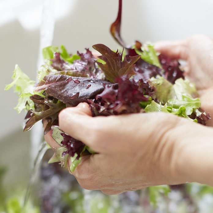 Woman washing lettuce in kitchen sink