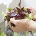 How to Wash Lettuce and Salad Greens