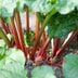 How to Harvest Rhubarb the Right Way (Hint: Don't Cut It!)